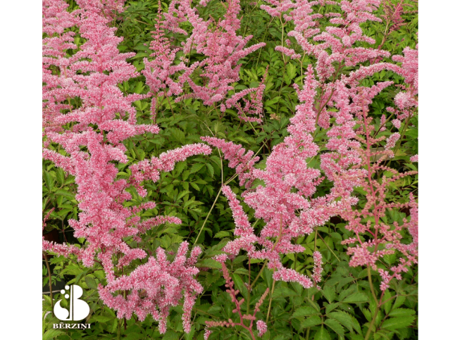 Astilbe × arendsii   'Cattleya'
